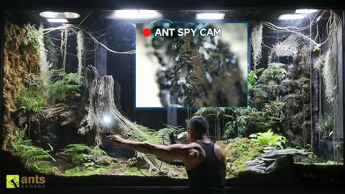 Ant-Nest Live Stream