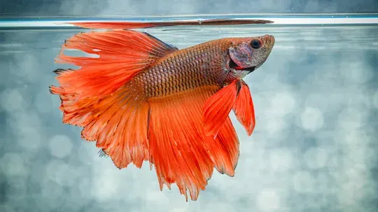 Aquarium Netflix Service