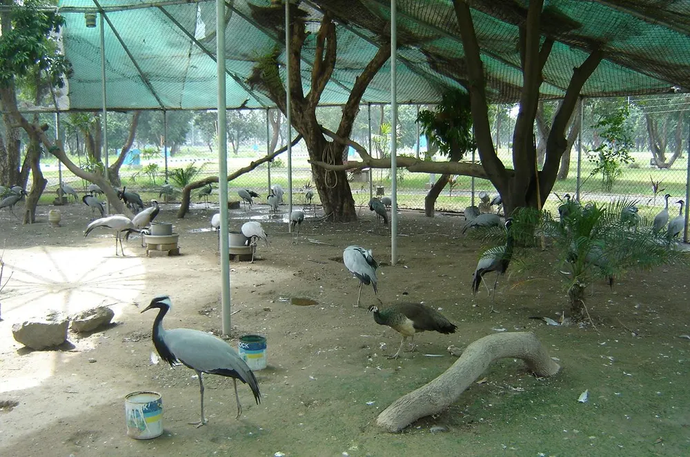 Build a Mini Zoo