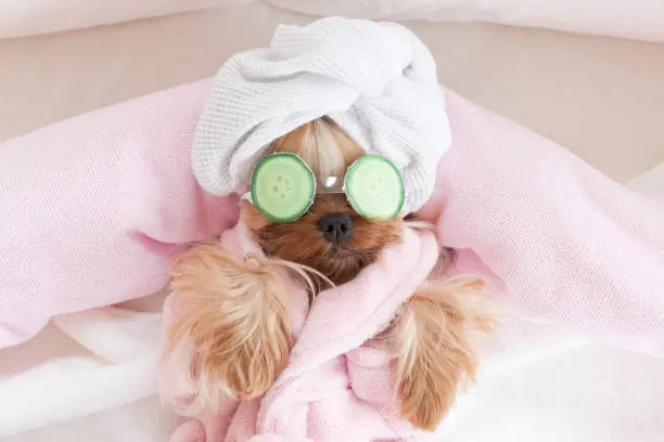 Dog Spa with Pickup Services