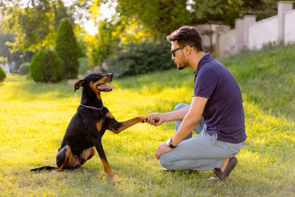 Dog Trainer Delivery