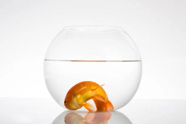 Fish Funeral Kit