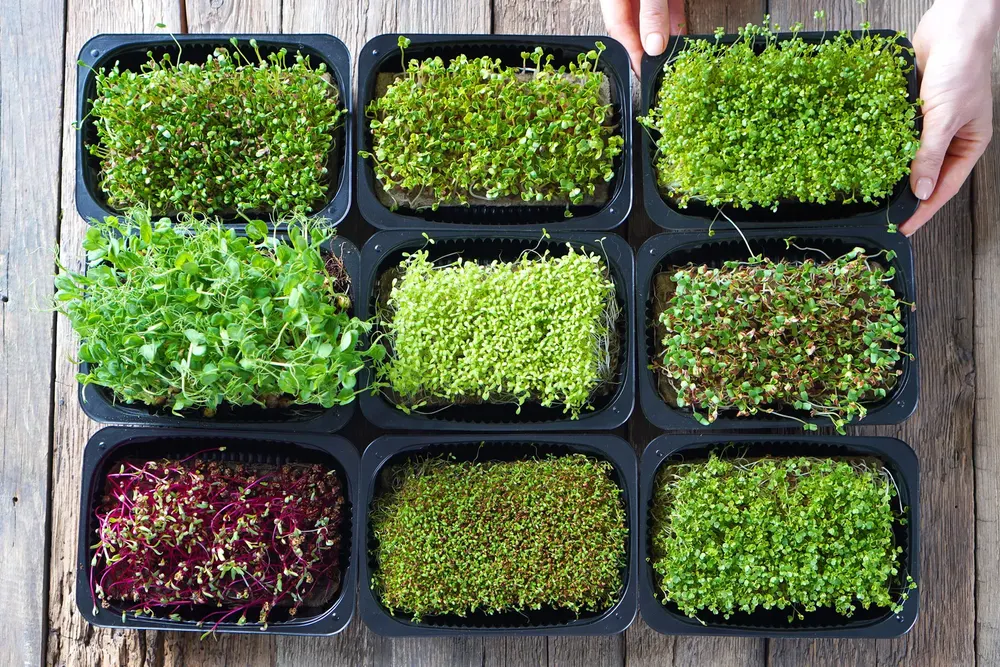 Grow MicroGreens for Local Restaurants
