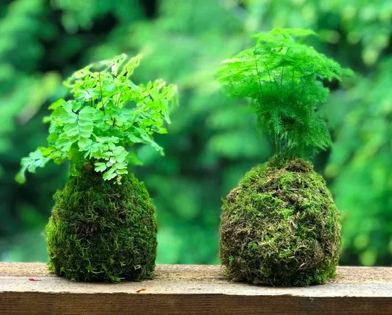 Handmade Kokedama Plant Business