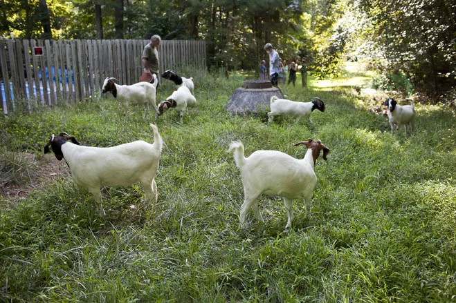 Llama & Goat Eco Lawn Care Rental Service