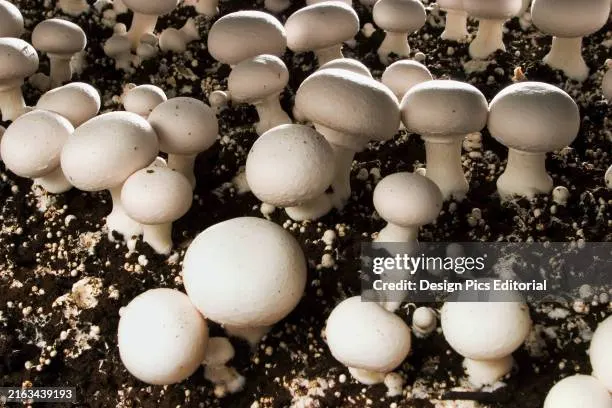 Mushroom Compost Farm