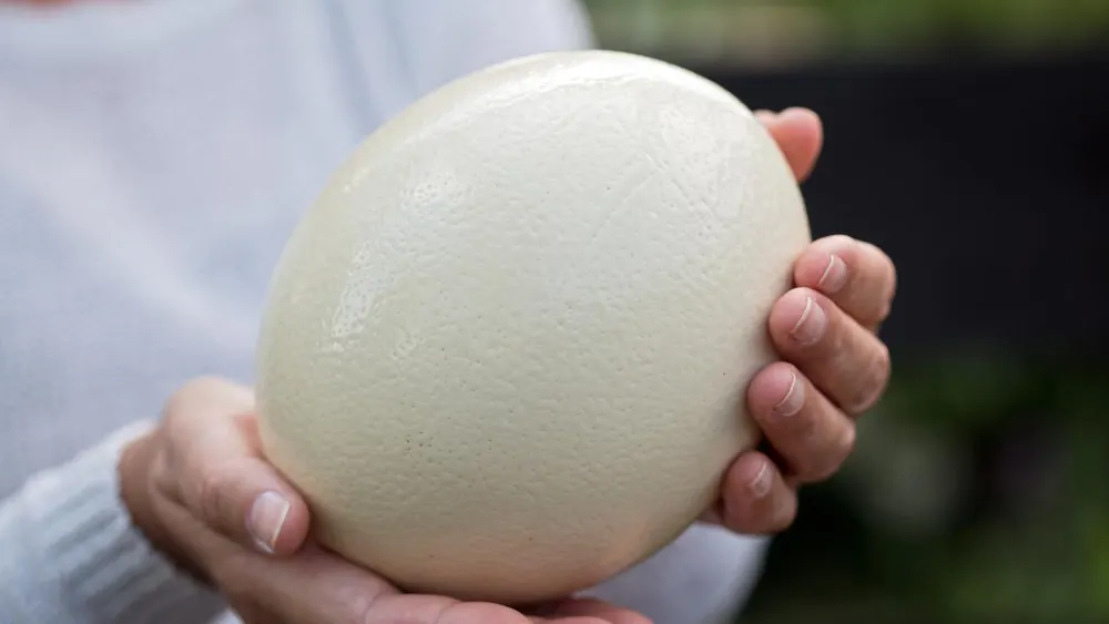 Ostrich Egg Gourmet Sales