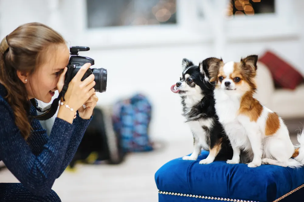 Pet Influencing