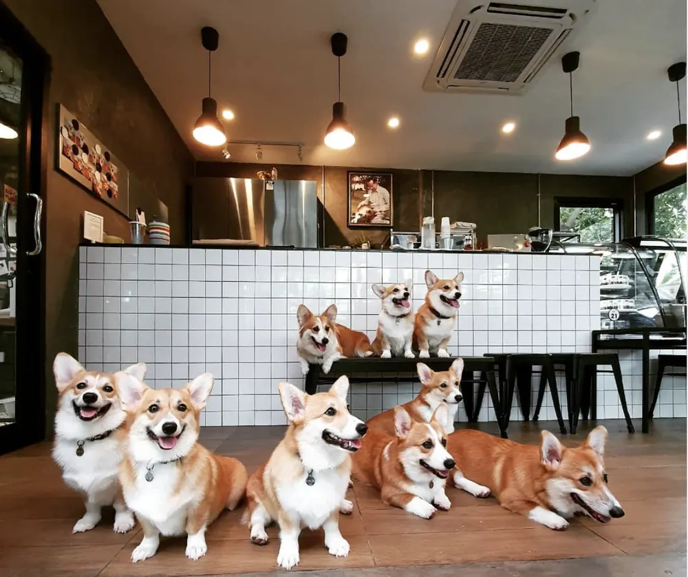 Pet Relax Therapy Business