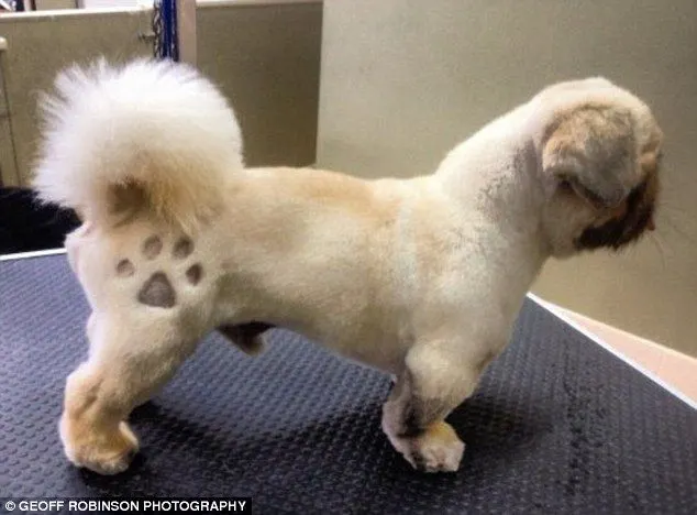Pet Tattoo Saloon