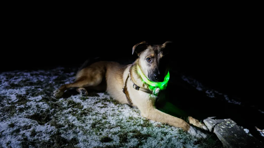 Sell Glow-in-the-Dark Safety Items
