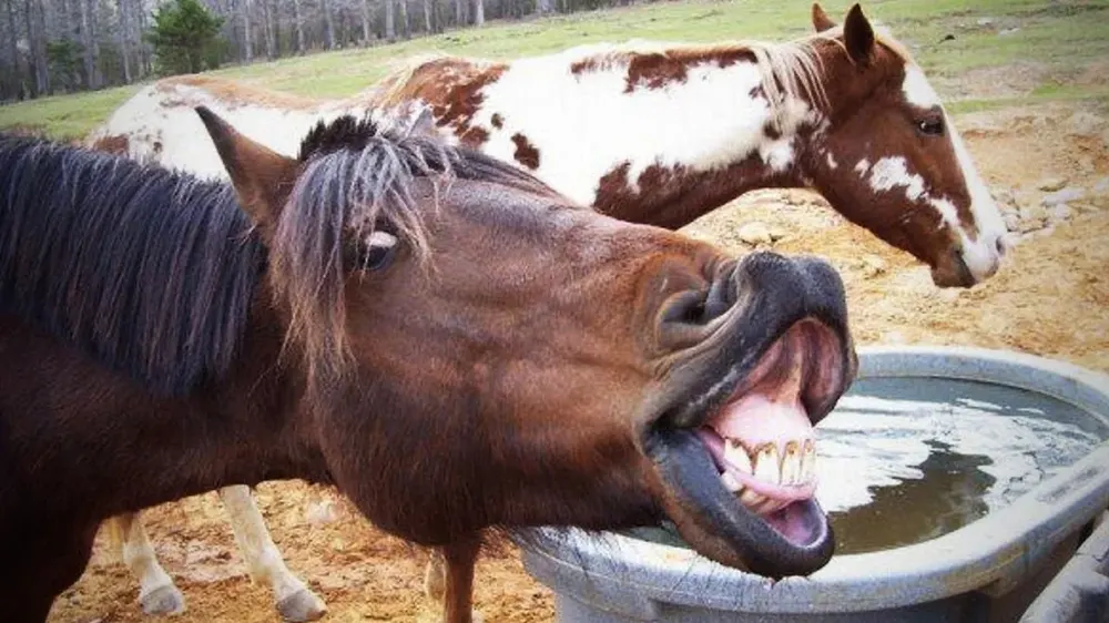 Sell Your Sense Of Humor