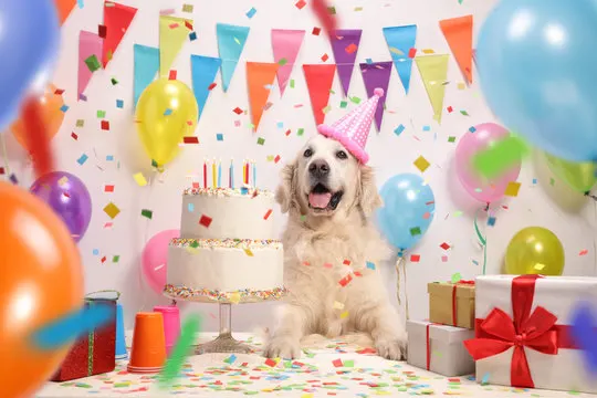 Unique dog products
